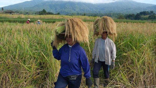 Petani Subak Jatiluwih Panen Beras Merah, Hasil dan Harga Meningkat Signifikan