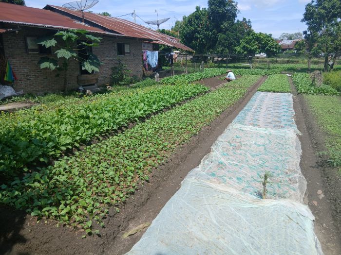 Petani Ini Sukses Tanam Sawi di Lahan Terbatas