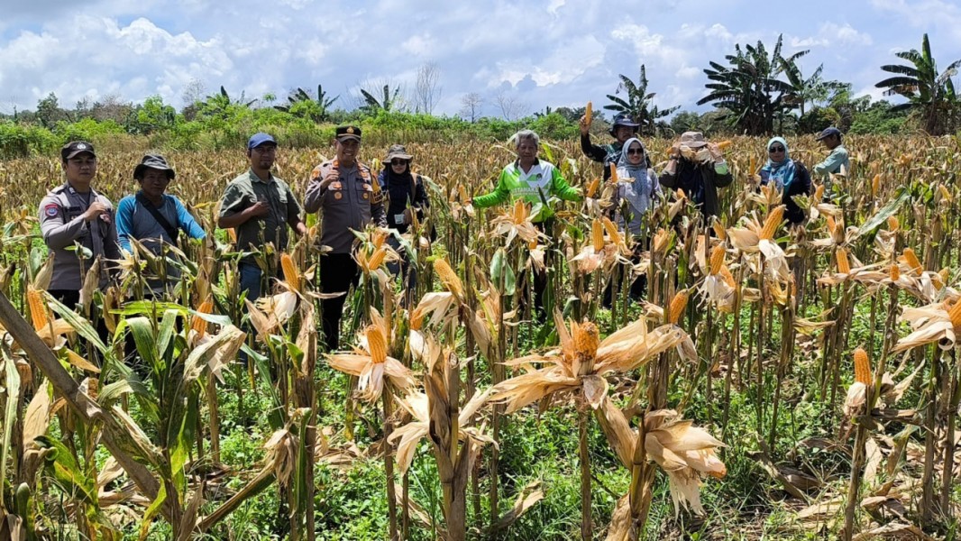 Petani Panen Jagung Aceh Singkil: Sinergi Dorong Ketahanan Pangan