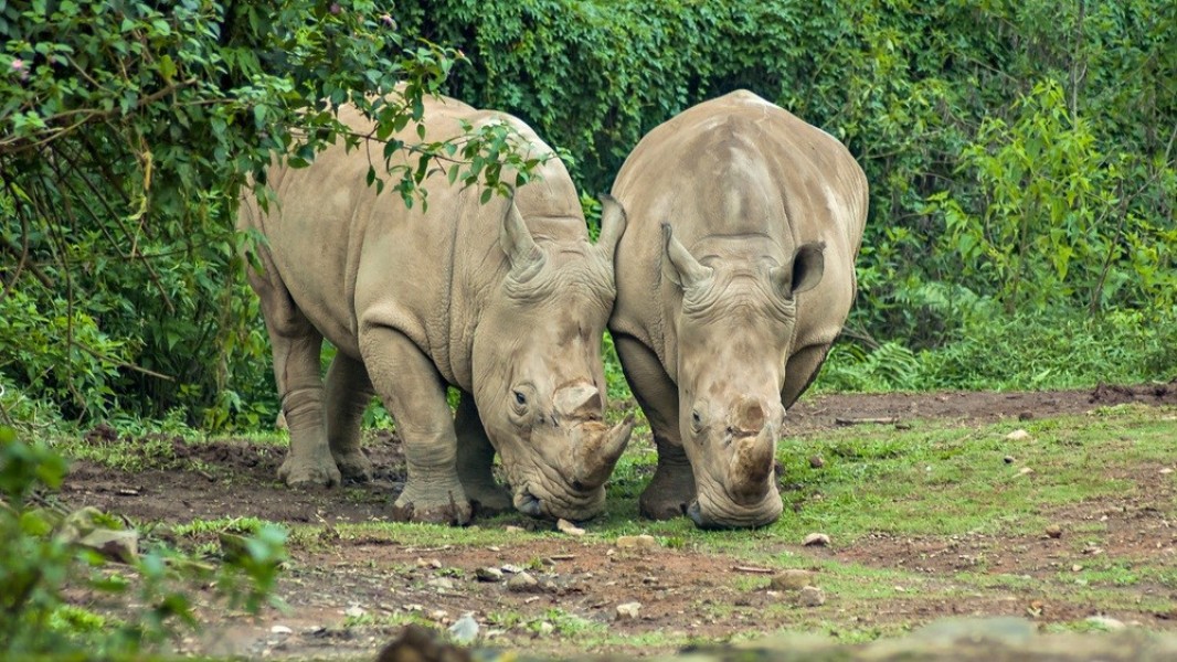 Keindahan Taman Nasional Indonesia yang Masuk Daftar Warisan Dunia