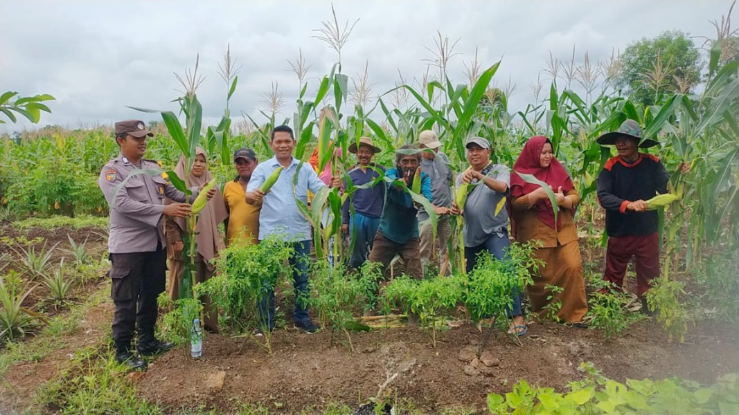 Boyan Tanjung: Panen Jagung Manis, Sinergi Polisi dan Petani Dorong Ketahanan Pangan