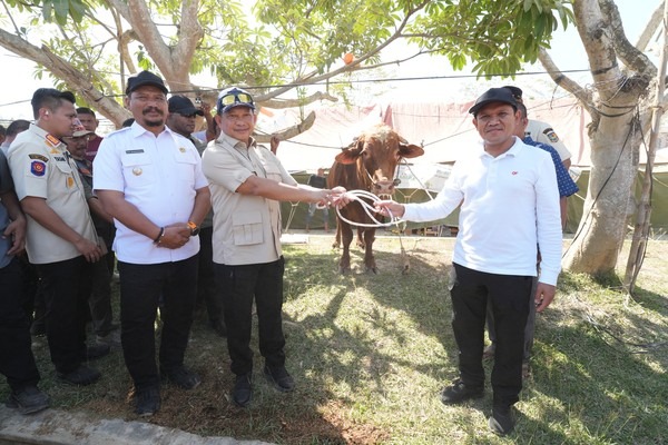 Masyarakat Aceh Tengah Terima 331 Sapi Meugang Dan Berterima Kasih Kepada Presiden Prabowo