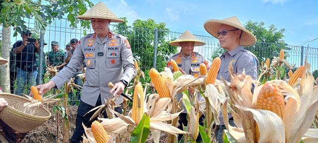 Kepolisian dan Petani Jombang Bersinergi untuk Panen Raya Jagung Mencapai 8 Ton