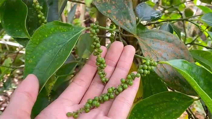 Kembangkan Varietas Unggul Lada Babel Tingkatkan Produksi Nasional