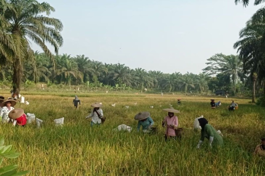 Panen Padi Melimpah Tingkatkan Ekonomi Petani Lebak