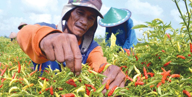 Petani Cabai Tapin Panen Cuan Saat Harga Meroket