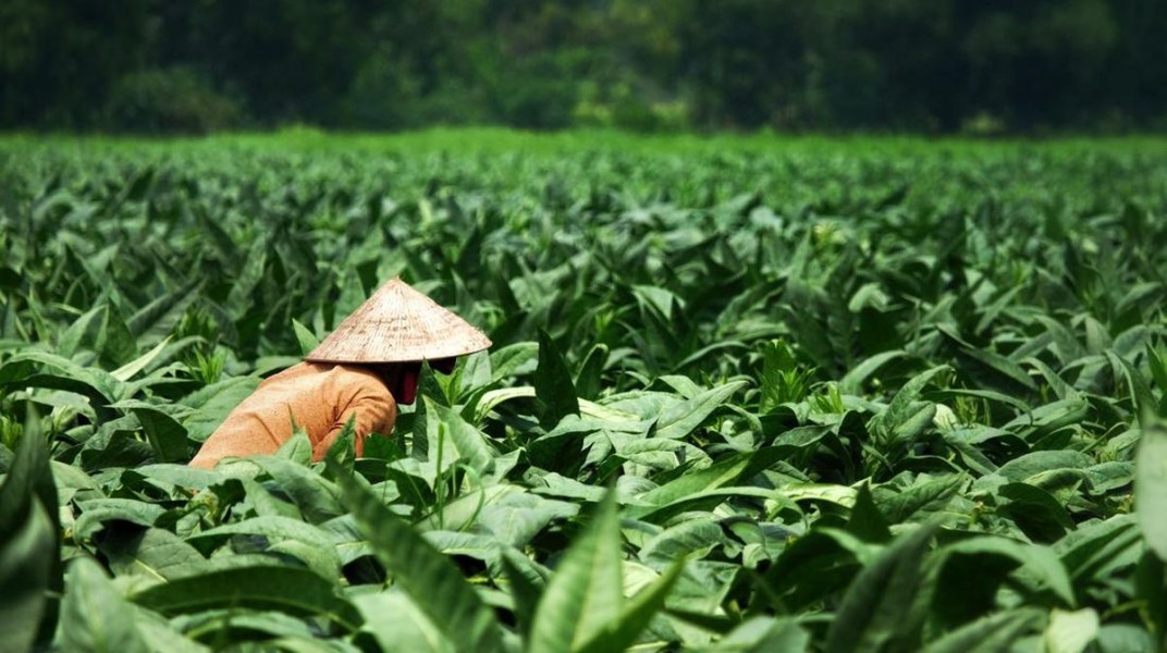 Tembakau Sumenep Diperkuat Demi Kesejahteraan Petani