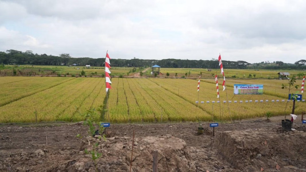 Transformasi Lahan Bekas Tambang Menjadi Lumbung Padi Subur