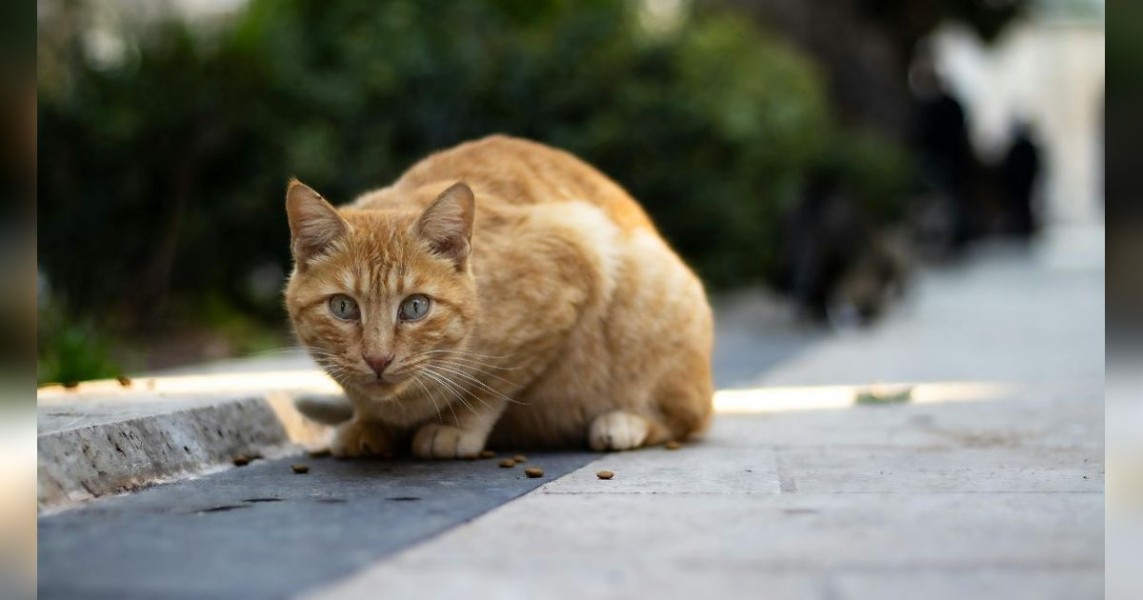Menabrak Kucing Tidak Sengaja Pertanda Apa, Ini Jawabannya