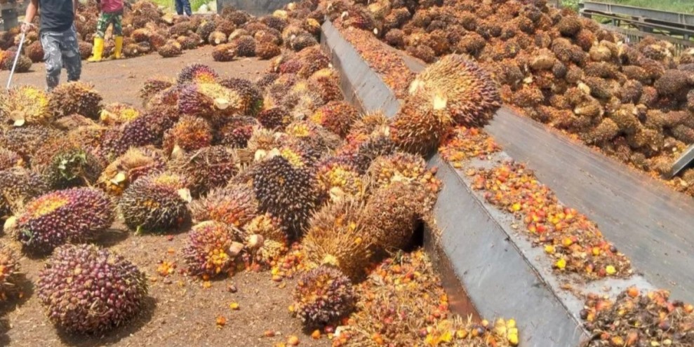 Harga CPO Melonjak Signifikan, Dorong Optimisme Implementasi Program B50 Nasional