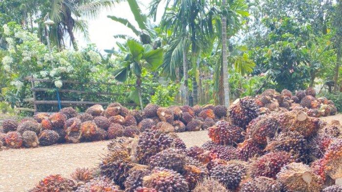 Harga Sawit Jambi Naik Signifikan, Petani Harapkan Tren Positif Bertahan Hingga Akhir Tahun