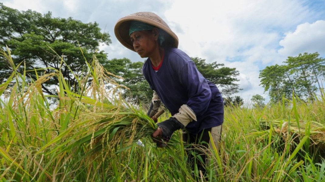 Inovasi dan Kolaborasi: Strategi Baru Syngenta Indonesia untuk Memberdayakan Petani