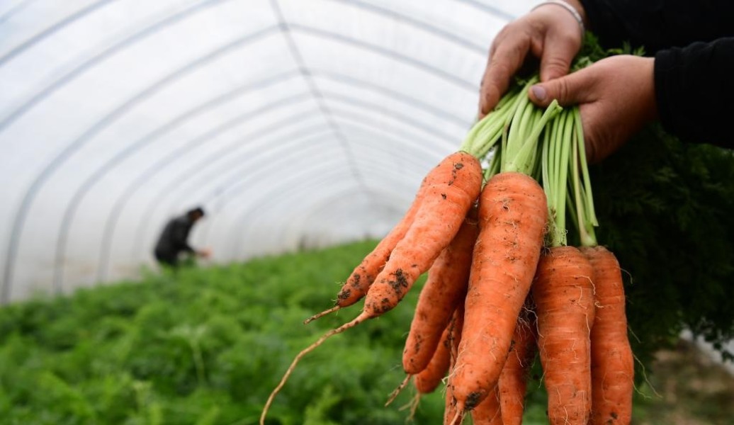 Petani Sayur Pasuruan Optimis Regulasi Pupuk Subsidi Diperbaiki
