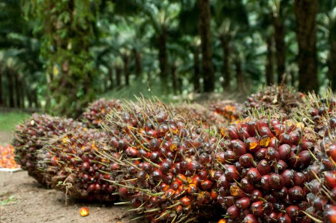 Harga TBS Kelapa Sawit Kaltim Turun, Petani Diminta Perkuat Kemitraan Strategis