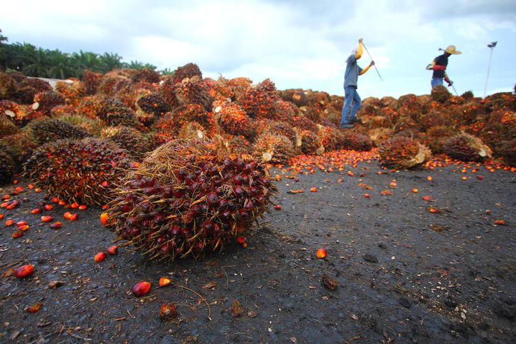 Pakar Dorong Peninjauan PP 45/2025 Demi Keberlanjutan Industri Sawit Nasional