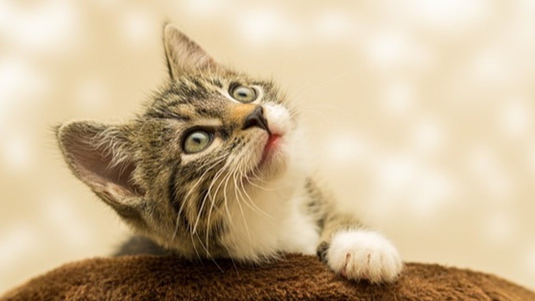 8 Penyebab Kucing Mudah Takut dan Cemas, Perlu Dihindari