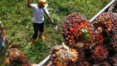 Lonjakan Harga Minyak Sawit Dorong Kinerja Keuangan Emiten Sawit Indonesia Sepanjang 2025