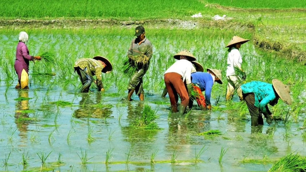 Ratusan Hektare Sawah di Korong Pasadama Tertimbun Pasir, Petani Gagal Panen: Tuntutan Aksi Nyata dari Pemerintah