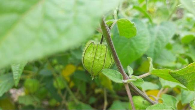 Manfaat Daun Ciplukan untuk Kesehatan Tubuh, dari Imunitas hingga Penyakit Ringan