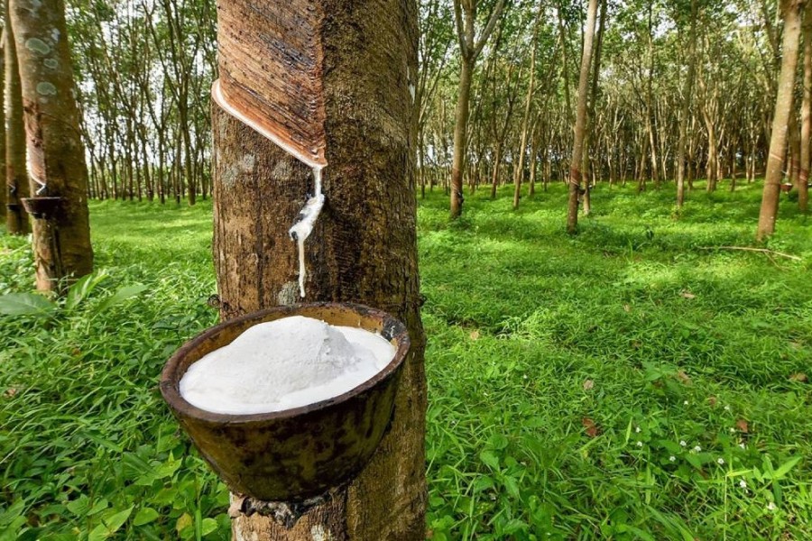 Harga Karet Menguat, Petani Diminta Tetap Jaga Kualitas Bokar Nasional