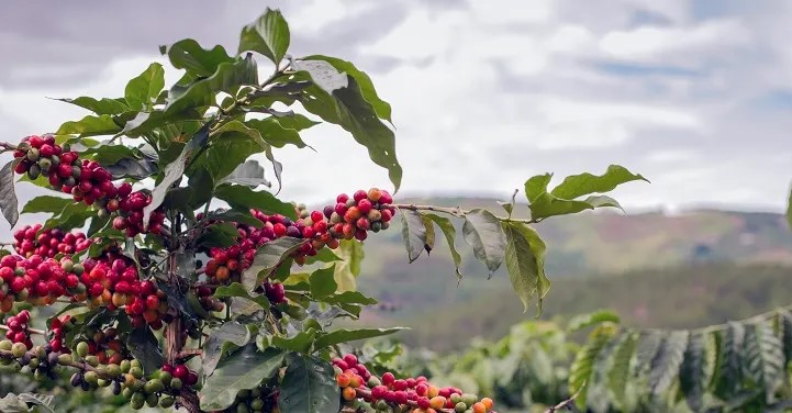 Inilah 5 Bagian Kopi Yang Dapat Diseduh Jadi Minuman