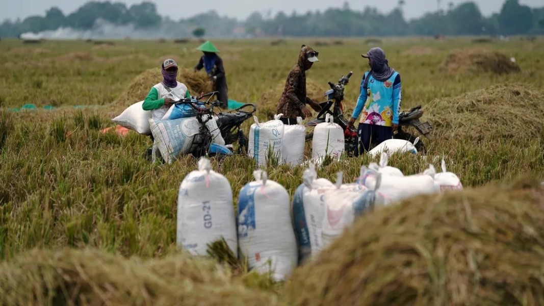 Harga Gabah Jombang Meningkat, Petani Sambut Panen Menguntungkan