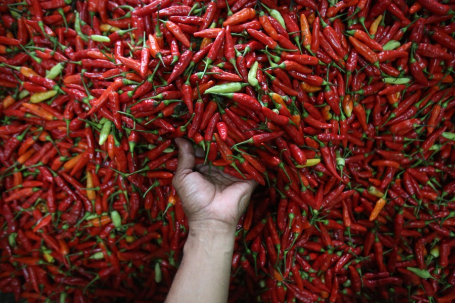 Pemprov DKI Jakarta Perkuat Pasokan Cabai dari Petani Aceh