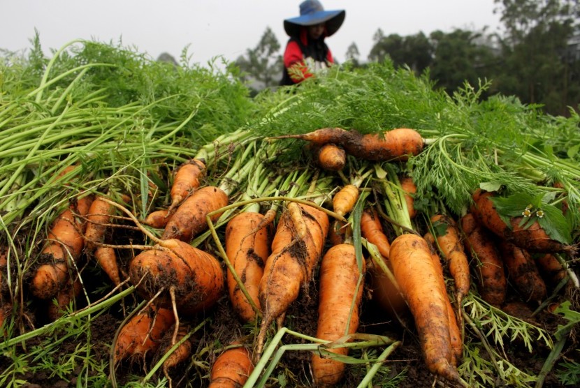 Petani Kemangi Raup Omzet 43 Juta Rupiah per Bulan, Inovasi dan Ketekunan Jadi Kunci Sukses
