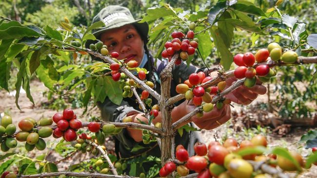 Petani Kopi Cibeureum Terjepit Harga dan Pupuk