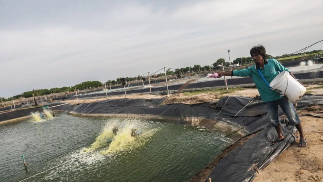 KKP Siapkan Pelatihan Gratis untuk 3.000 Tenaga Kerja Tambak Udang