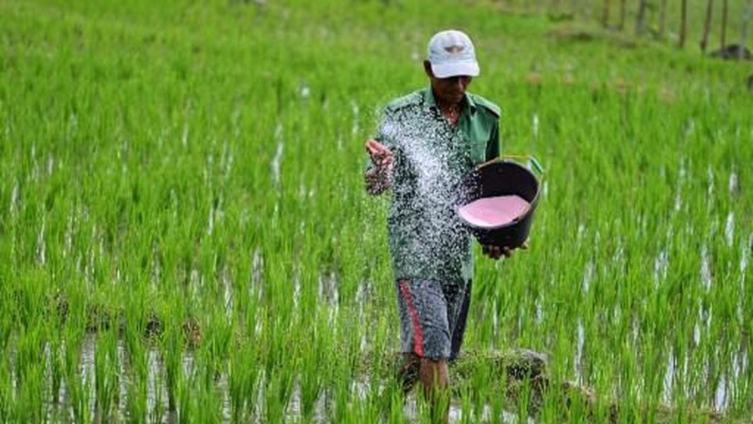 Sinergi Petani dan PPL Jadi Kunci Sukses Pendistribusian Pupuk Bersubsidi di Kabupaten Katingan Sinergi Petani dan PPL Jadi Kunci Sukses Pendistribusian Pupuk Bersubsidi di Kabupaten Katingan