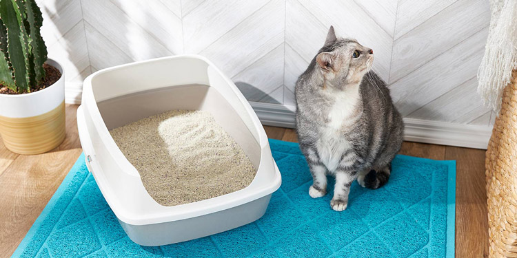 Tips Cara Merawat Kucing dengan Baik di Rumah agar Sehat