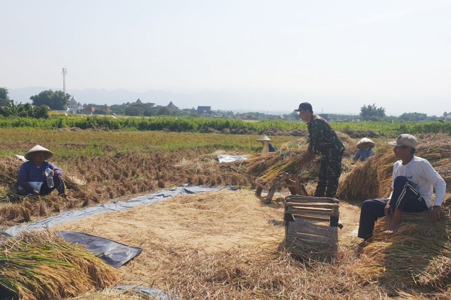 Babinsa Kotalama Aktif Dampingi Petani Hasilkan Gabah Berkualitas, Perkuat Ketahanan Pangan di Kota Malang