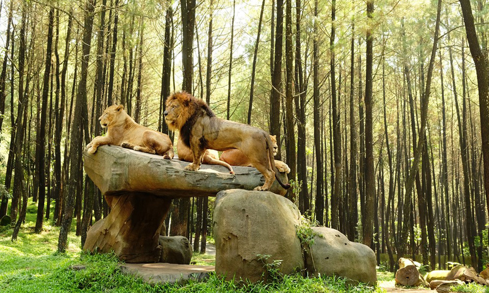 Kebun Binatang Prigen adalah Safari Eksotis di Tengah Keindahan Alam Pasuruan