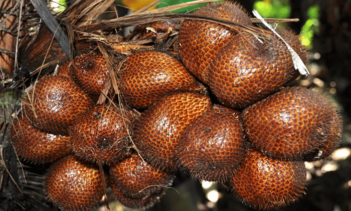 Harga Salak Pondoh Anjlok, Petani Sleman Tangkap Angin Segar dari Sertifikat Ekspor