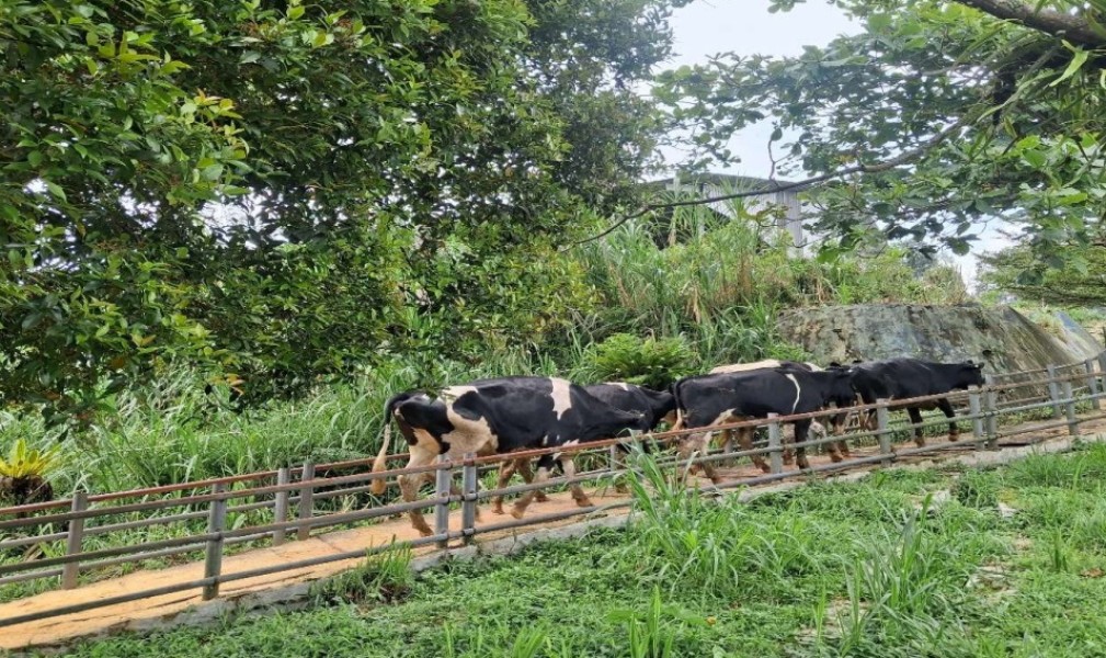 Produsen Sosis Kibif BEEF Perluas Bisnis Susu, Datangkan 250 Sapi Perah Impor Dukung MBG