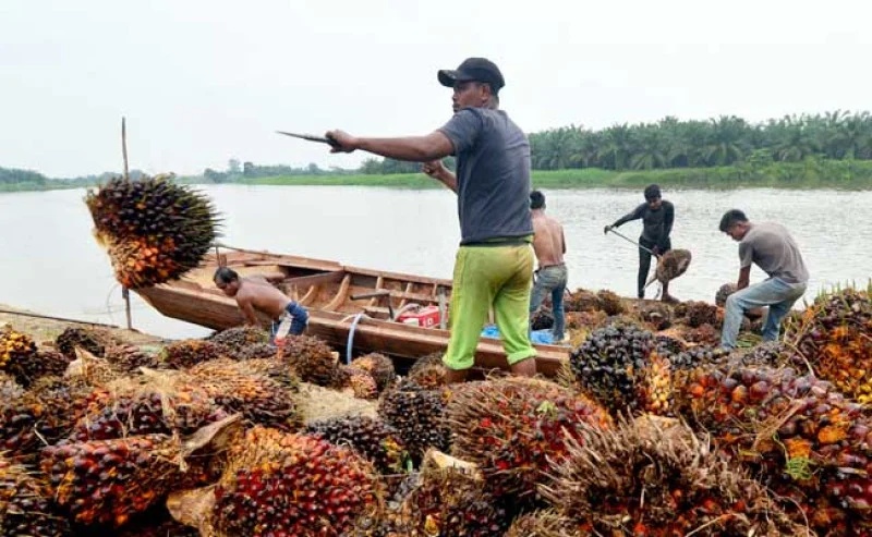 Harga TBS Sawit di Kalbar Stabil, Peluang Positif Industri Masih Terbuka