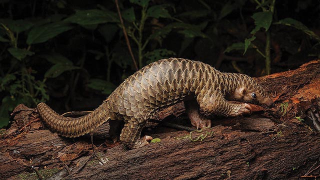 Pengungkapan Perdagangan Satwa Dilindungi di Magelang Jadi Awal Bongkar Jaringan Lebih Luas