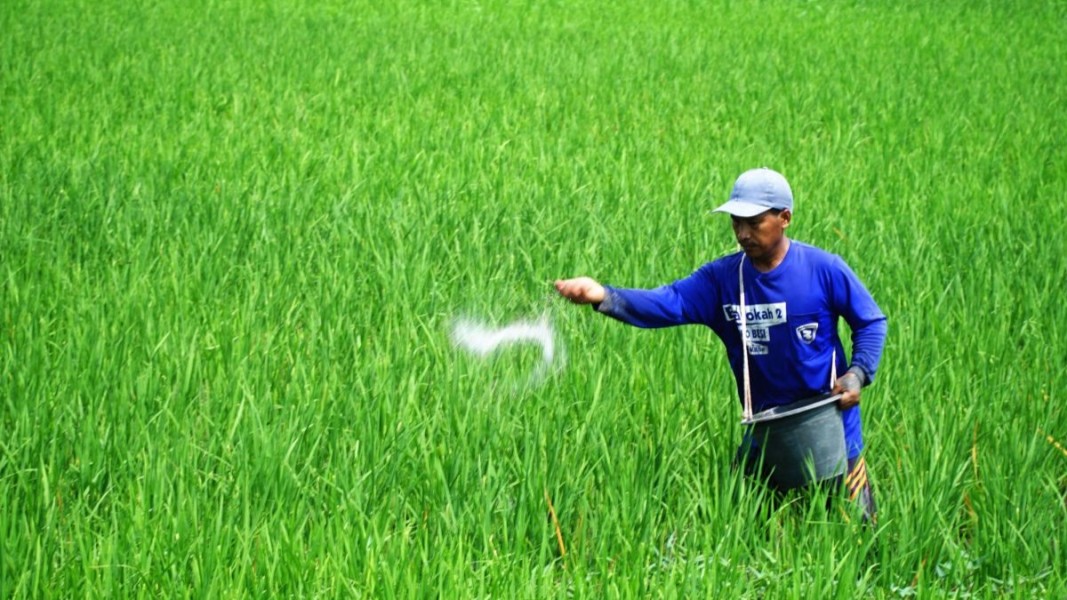 Petani Madiun Dapat Angin Segar dari Penurunan Harga Pupuk Subsidi