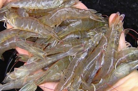 Nilai Ekspor Udang Indonesia ke Eropa Naik Signifikan Meski AS Terbesar