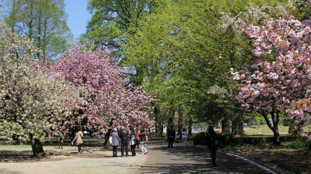 Prediksi Tanggal Mekar Bunga Sakura di Jepang, Termasuk Tokyo dan Kyoto