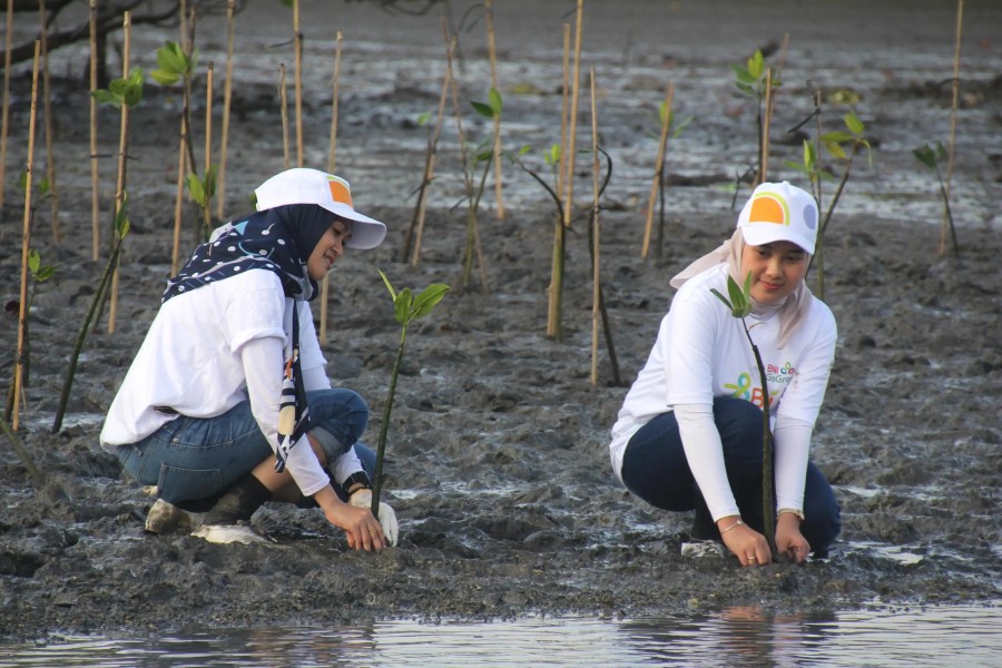 BNI Tanam Mangrove Dukung Ekosistem dan Ekowisata