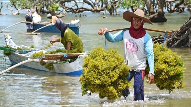 Pemerintah Fokus Kembangkan Industri dan Hilirisasi Rumput Laut, Dorong Kesejahteraan Petani Pesisir