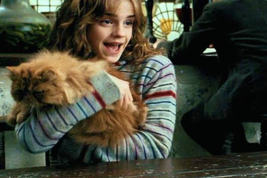 Mengenal Nama Kucing Milik Hermione di Serial Harry Potter