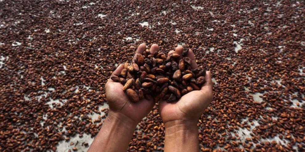 Harga Kakao Global Terkoreksi Akibat Surplus Pasokan yang Melimpah di Pasar