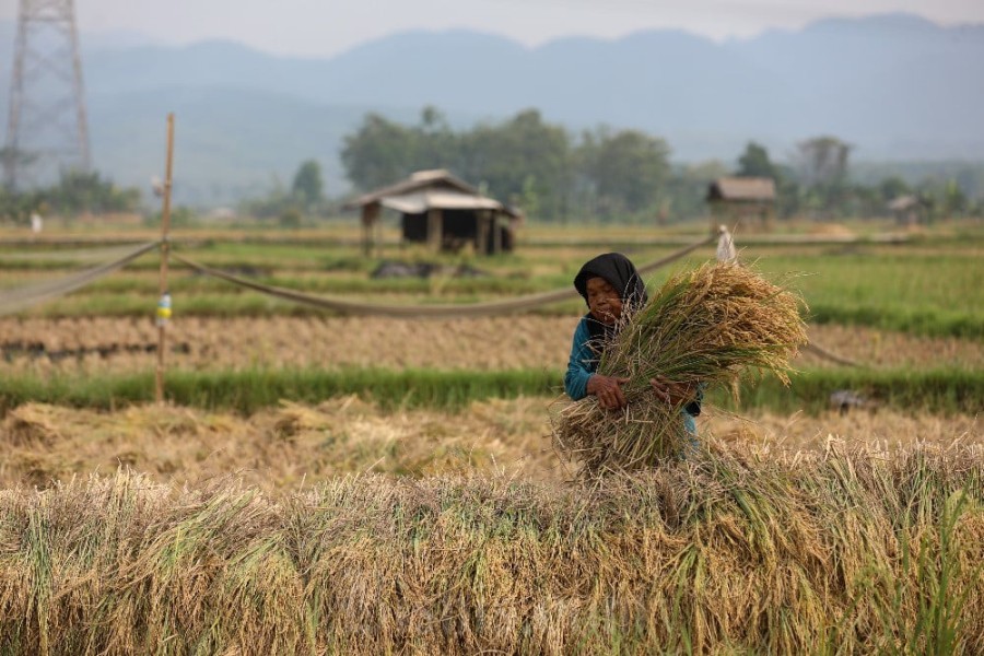 Harga Gabah Tinggi Dorong Penanaman Padi Tiga Kali di Cirebon
