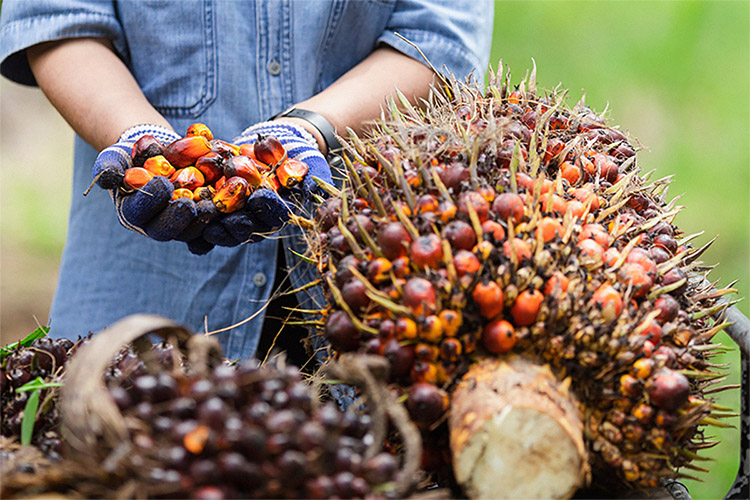 Kemenperin Genjot Digitalisasi Industri Kelapa Sawit untuk Tingkatkan Daya Saing Global Kemenperin Genjot Digitalisasi Industri Kelapa Sawit untuk Tingkatkan Daya Saing Global