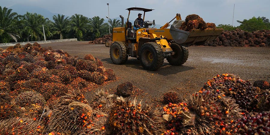 Harga CPO Menguat Tajam dan Mencapai Puncak Tertinggi Dalam 4 Bulan