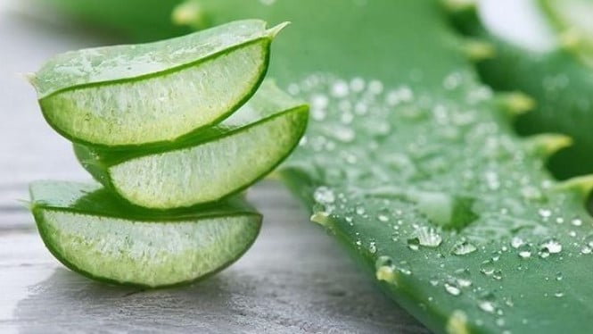 8 Obat Biduran Alami dari Tanaman Herbal yang Ampuh dan Aman