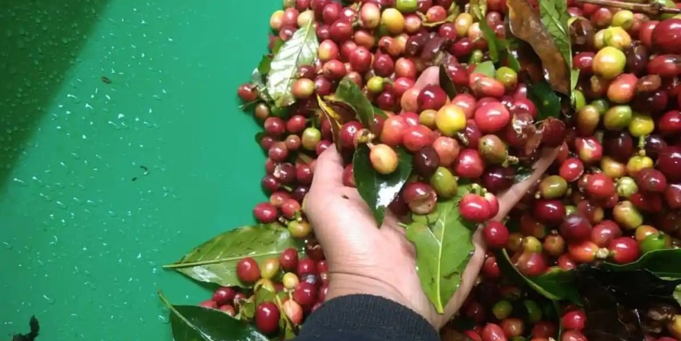 Update Harga Kopi Aceh Tengah Tetap Stabil Saat Panen Raya Berlangsung
